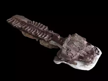 Das fast komplette Skelett von Gaiasia jennyae nach dem Präparieren. - Foto: C. Marsicano/Nature/dpa