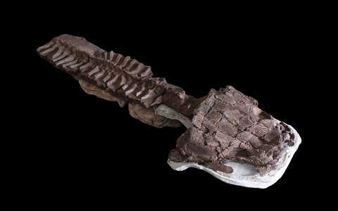 Das fast komplette Skelett von Gaiasia jennyae nach dem Präparieren. - Foto: C. Marsicano/Nature/dpa