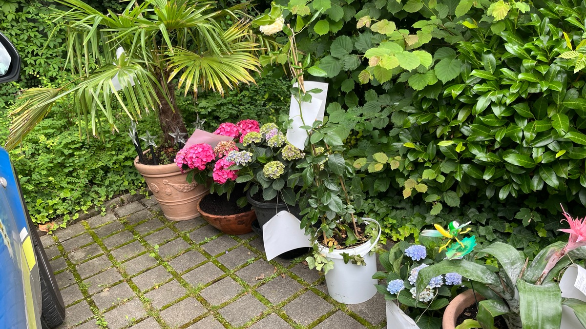 POL-MA: Mannheim: Sicherstellung von entwendeten Pflanzen - Zeugenaufruf - Foto: presseportal.de