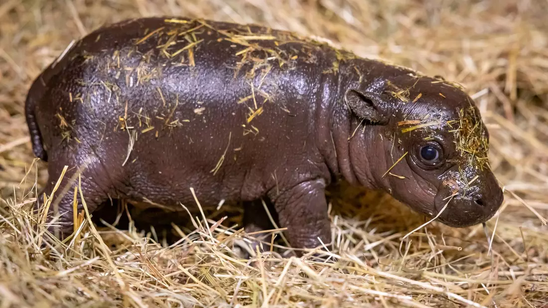 Noch bis Freitagnacht können Namensvorschläge eingereicht werden. - Bild: Zoo Berlin/dpa