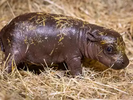 Noch bis Freitagnacht können Namensvorschläge eingereicht werden. - Foto: Zoo Berlin/dpa