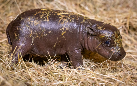 Noch bis Freitagnacht können Namensvorschläge eingereicht werden. - Foto: Zoo Berlin/dpa