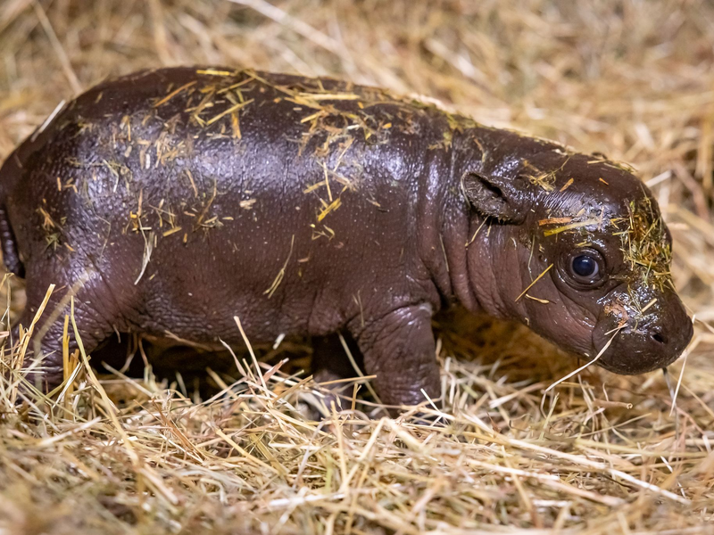 Noch bis Freitagnacht können Namensvorschläge eingereicht werden. - Foto: Zoo Berlin/dpa