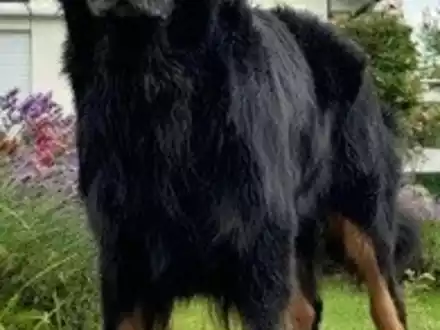 POL-GI: A5/Fernwald/Reiskirchen: Autobahnpolizei beruhigt Hund nach Unfall - Foto: presseportal.de