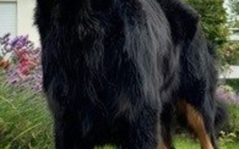 POL-GI: A5/Fernwald/Reiskirchen: Autobahnpolizei beruhigt Hund nach Unfall - Foto: presseportal.de