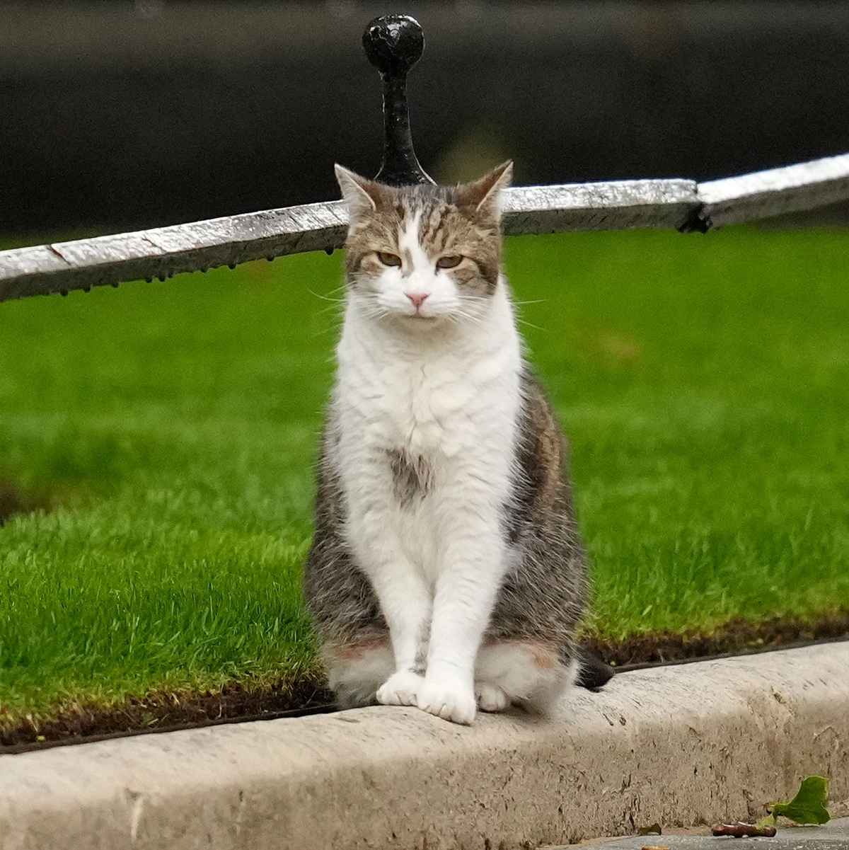 David Cameron war es, der Larry im Februar 2011 aus einem Tierheim in seinen Amtssitz holte.  - Foto: Vadim Ghirda/AP/dpa