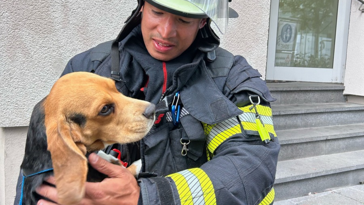 FW Mainz: Feuerwehr Mainz rettet dank aufmerksamer Nachbarn Beagle 
