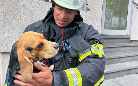FW Mainz: Feuerwehr Mainz rettet dank aufmerksamer Nachbarn Beagle Frank aus verrauchter Wohnung - Foto: presseportal.de
