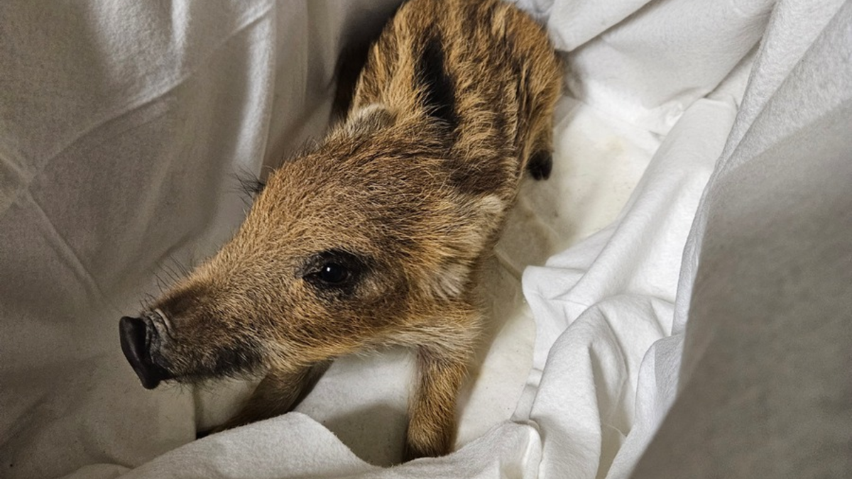 POL-SLS: Tierischer Einsatz für die Polizei Saarlouis: hilfloser Frischling durch Polizeibeamte der Polizeiinspektion Saarlouis in der Nacht von Samstag auf Sonntag gerettet - Foto: presseportal.de