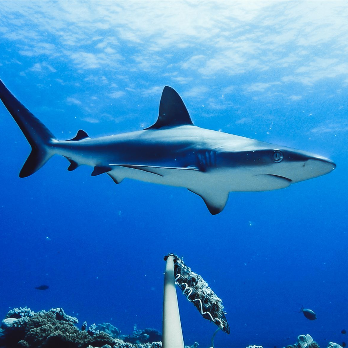 In nur zwei Wochen kam es in Australien zu drei Haiattacken. (Symbolbild) - Foto: Global Finprint/Nature/dpa