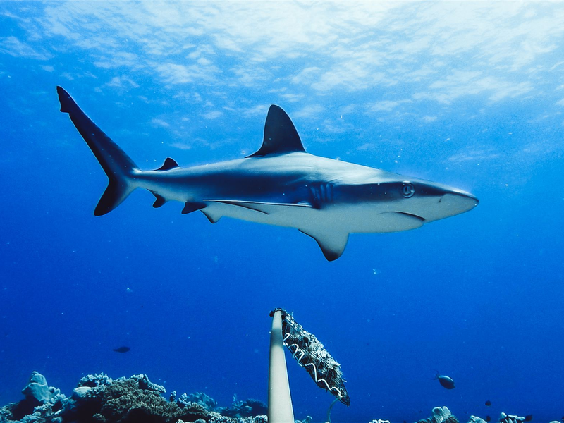 Westaustralien ist berühmt-berüchtigt für Haiattacken. (Symbolbild) - Foto: Global Finprint/Nature/dpa