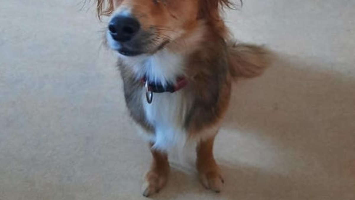 BPOLI EF: Tierischer Gast alleine im Zug unterwegs - Foto: presseportal.de