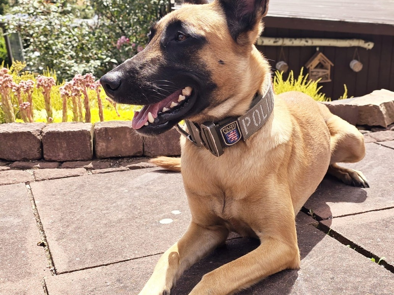 POL-KS: Polizeihündin Ragna stellt Einbrecher in Trafohaus - Foto: presseportal.de