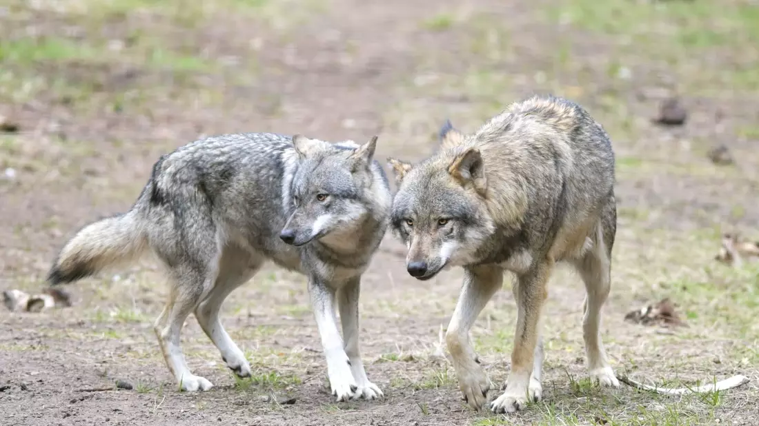 Ein Wolf hat in einem Naturgebiet den angeleinten Hund eines Spaziergängers mitgerissen und verschleppt (Archivbild). - Bild: Soeren Stache/dpa-Zentralbild/dpa