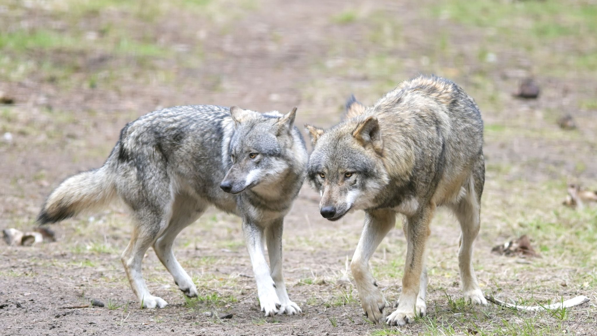 Ein Wolf hat in einem Naturgebiet den angeleinten Hund eines Spaziergängers mitgerissen und verschleppt (Archivbild). - Foto: Soeren Stache/dpa-Zentralbild/dpa