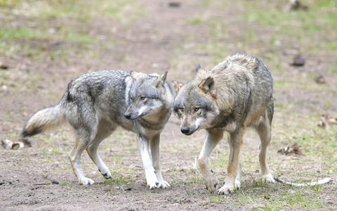 Ein Wolf hat in einem Naturgebiet den angeleinten Hund eines Spaziergängers mitgerissen und verschleppt (Archivbild). - Foto: Soeren Stache/dpa-Zentralbild/dpa