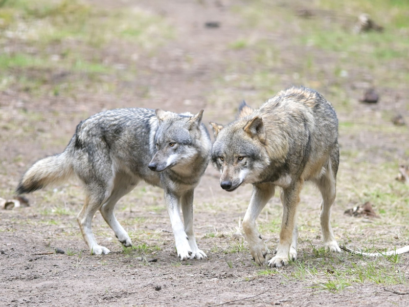 Ein Wolf hat in einem Naturgebiet den angeleinten Hund eines Spaziergängers mitgerissen und verschleppt (Archivbild). - Foto: Soeren Stache/dpa-Zentralbild/dpa