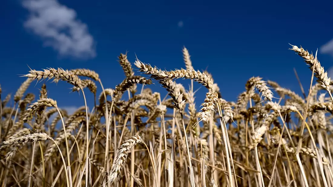 Der Bio-Anteil der Agrarflächen wächst weiter leicht. - Bild: Arne Dedert/dpa