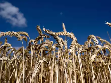 Der Bio-Anteil der Agrarflächen wächst weiter leicht. - Foto: Arne Dedert/dpa