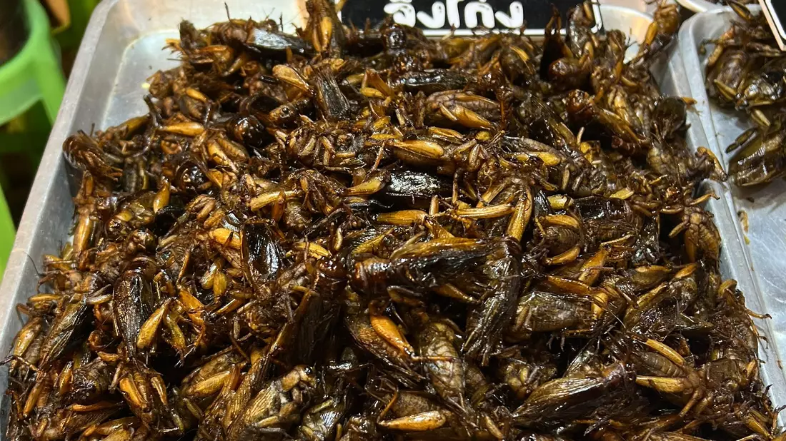 Insekten sind eine gute Proteinquelle. (Archivbild) - Bild: Carola Frentzen/dpa