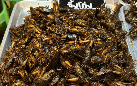 Insekten sind eine gute Proteinquelle. (Archivbild) - Foto: Carola Frentzen/dpa