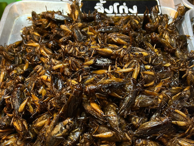 Insekten sind eine gute Proteinquelle. (Archivbild) - Foto: Carola Frentzen/dpa