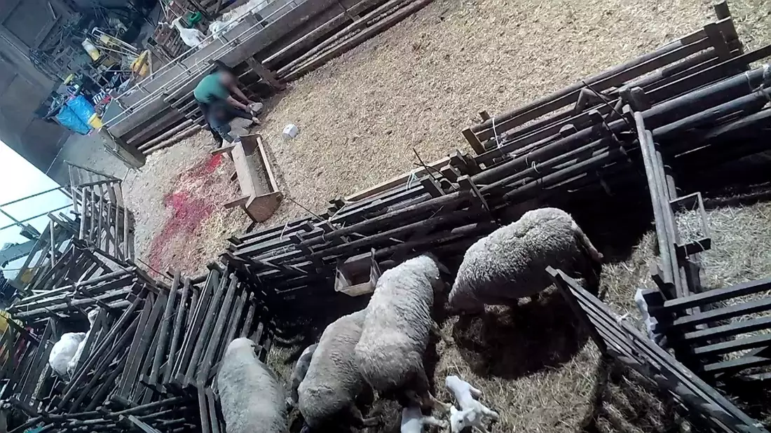 Versteckte Kameras filmen illegales Schlachten im Landkreis Neuwied - ANINOVA deckt Tierquälerei auf und erstattet Anzeige - Bild: presseportal.de