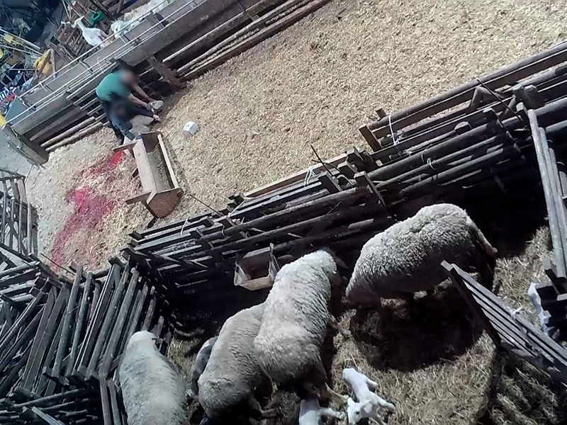 Versteckte Kameras filmen illegales Schlachten im Landkreis Neuwied - ANINOVA deckt Tierquälerei auf und erstattet Anzeige - Foto: presseportal.de