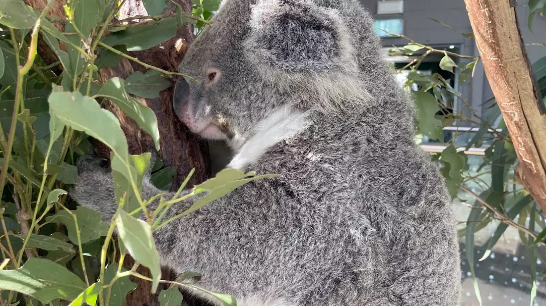 Koalas schlafen rund 20 Stunden am Tag. (Archivbild) - Bild: Carola Frentzen/dpa