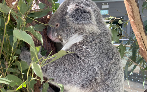 Koalas schlafen rund 20 Stunden am Tag. (Archivbild) - Foto: Carola Frentzen/dpa