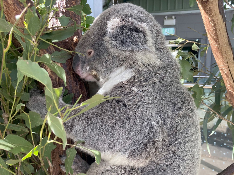 Koalas schlafen rund 20 Stunden am Tag. (Archivbild) - Foto: Carola Frentzen/dpa