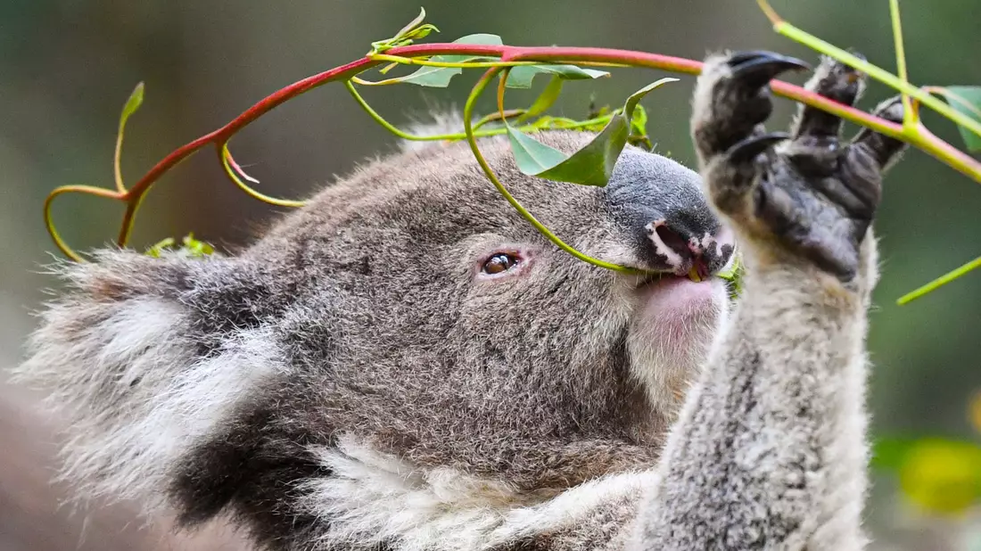 Koalas fressen fast ausschließlich Eukalyptusblätter. (Archivbild) - Bild: Lukas Coch/AAP/dpa