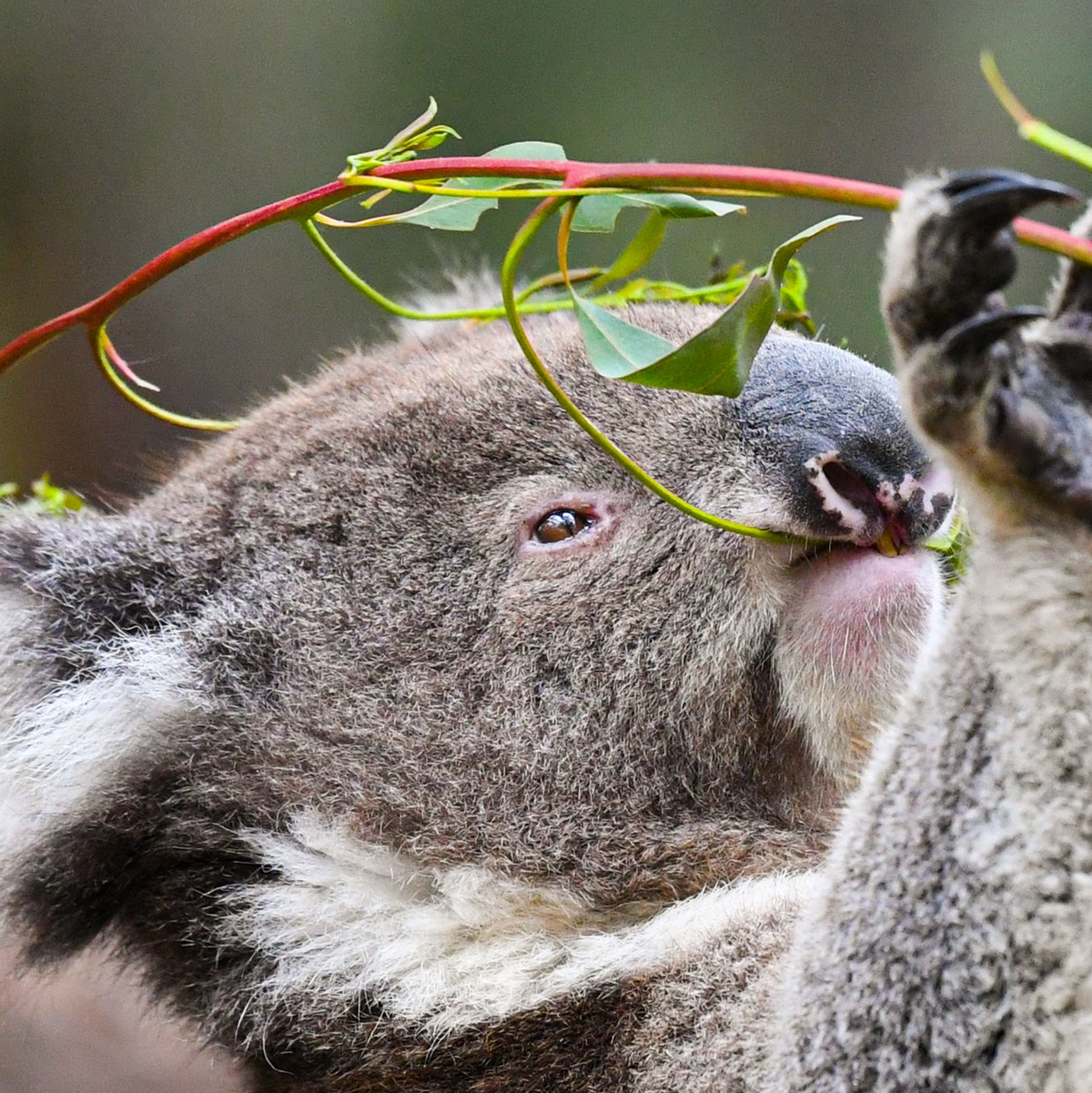 Koalas fressen fast ausschließlich Eukalyptusblätter. (Archivbild) - Foto: Lukas Coch/AAP/dpa