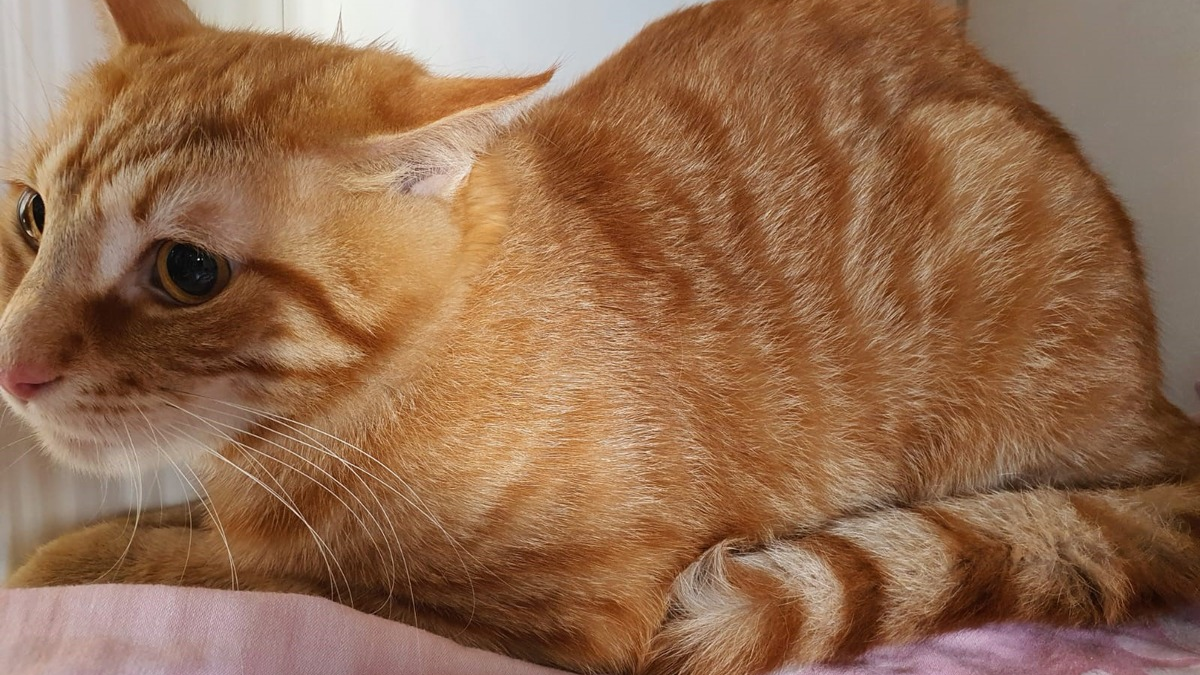 POL-NMS: 240709-1-pdnms Ausgesetzte Katze, Eckernförde - Foto: presseportal.de