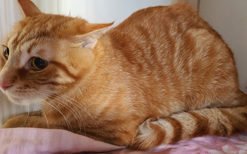 POL-NMS: 240709-1-pdnms Ausgesetzte Katze, Eckernförde - Foto: presseportal.de