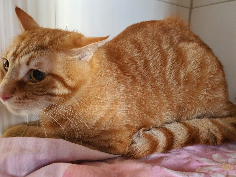 POL-NMS: 240709-1-pdnms Ausgesetzte Katze, Eckernförde - Foto: presseportal.de