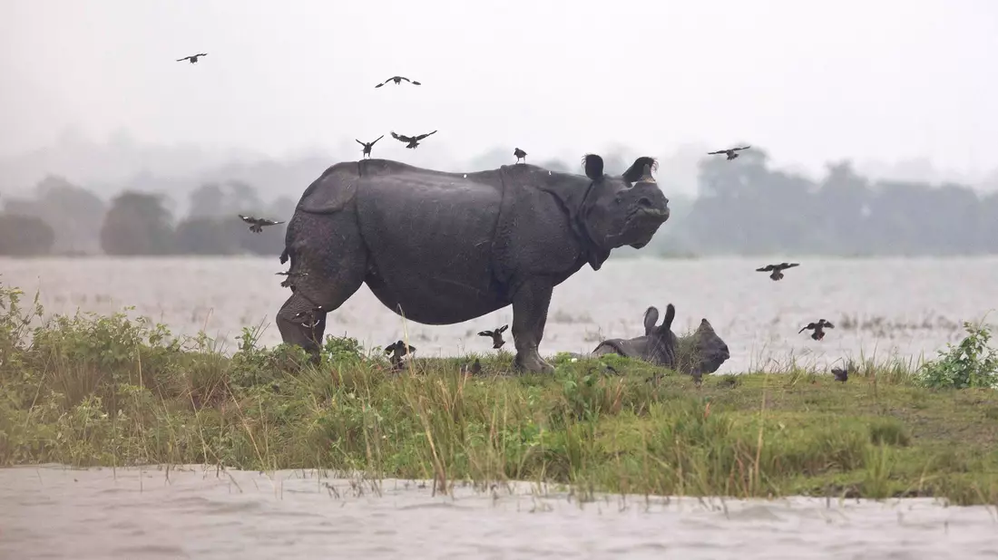 Weltweit gibt es nach Angaben von Tierschützern nur noch rund 4000 Panzernashörner, auch Wetterfolgen können gefährlich für sie werden. - Bild: picture alliance / Anupam Nath/AP/dpa