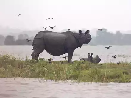 Weltweit gibt es nach Angaben von Tierschützern nur noch rund 4000 Panzernashörner, auch Wetterfolgen können gefährlich für sie werden. - Foto: picture alliance / Anupam Nath/AP/dpa