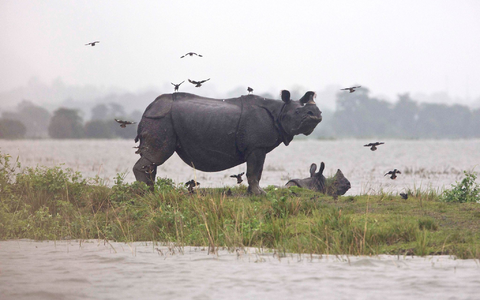 Weltweit gibt es nach Angaben von Tierschützern nur noch rund 4000 Panzernashörner, auch Wetterfolgen können gefährlich für sie werden. - Foto: picture alliance / Anupam Nath/AP/dpa