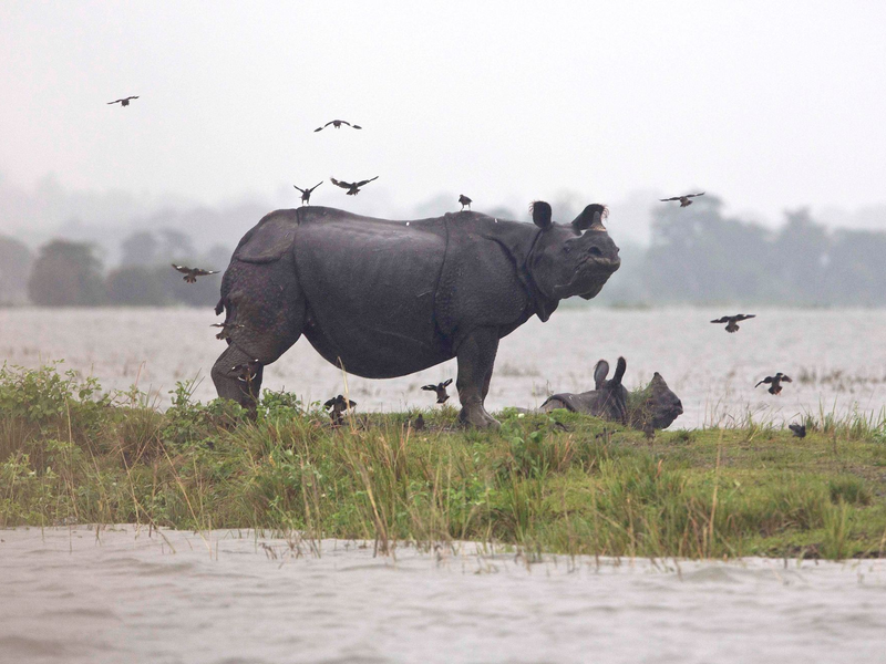 Weltweit gibt es nach Angaben von Tierschützern nur noch rund 4000 Panzernashörner, auch Wetterfolgen können gefährlich für sie werden. - Foto: picture alliance / Anupam Nath/AP/dpa