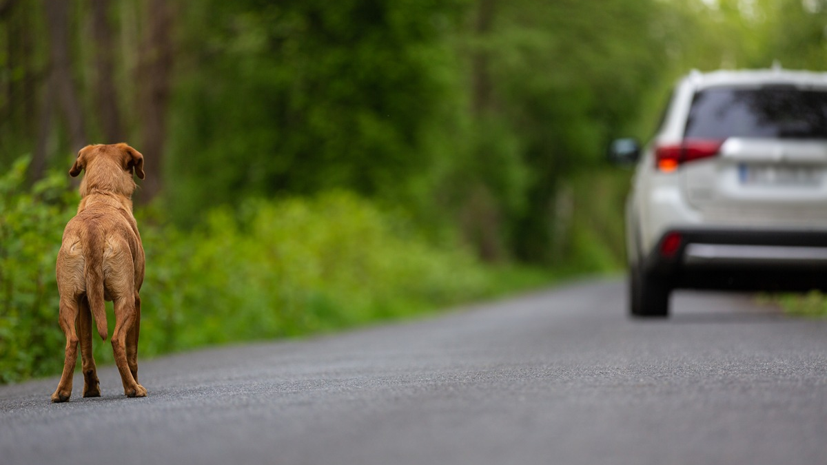 LKA-RP: Kein Aussetzen von Haustieren während der Sommerferien - Foto: presseportal.de