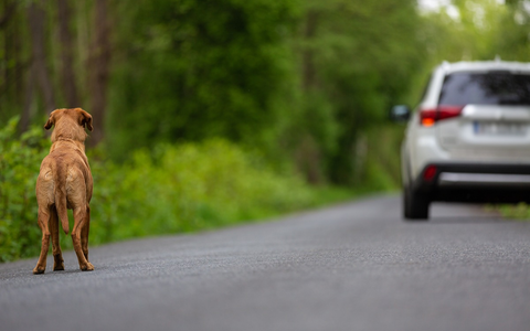 LKA-RP: Kein Aussetzen von Haustieren während der Sommerferien - Foto: presseportal.de