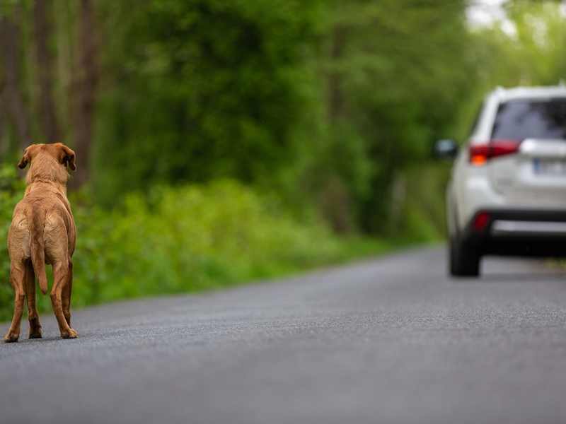 LKA-RP: Kein Aussetzen von Haustieren während der Sommerferien - Foto: presseportal.de