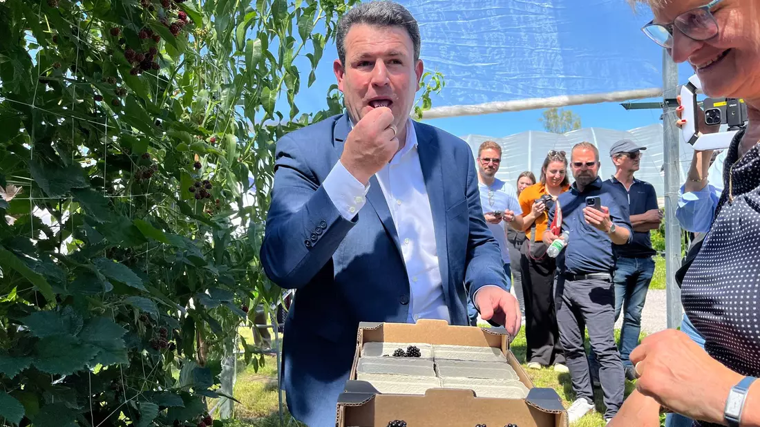 Diese Beeren wurden noch per Hand gepflückt: Heil auf einer Obstplantage in Oberkirch-Nußbach. - Bild: Basil Wegener/dpa
