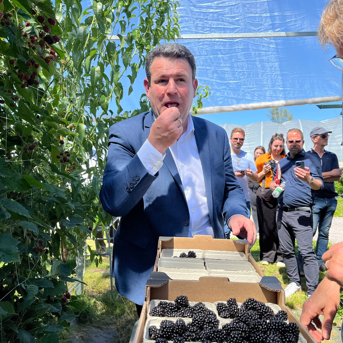 Diese Beeren wurden noch per Hand gepflückt: Heil auf einer Obstplantage in Oberkirch-Nußbach. - Foto: Basil Wegener/dpa
