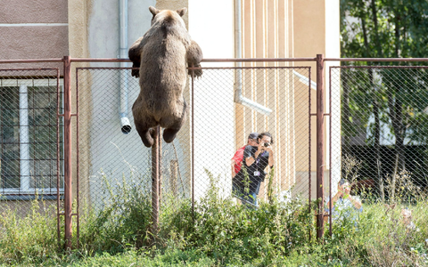 Putzig, aber auch gefährlich: Braunbären in Rumänien. Nun ist es wieder zu einem tödlichen Zwischenfall gekommen. - Foto: Nandor Veres/MTI/dpa Putzig, aber auch gefährlich: Braunbären in Rumänien. Nun ist es wieder zu einem tödlichen Zwischenfall gekommen. - Foto: Nandor Veres/MTI/dpa