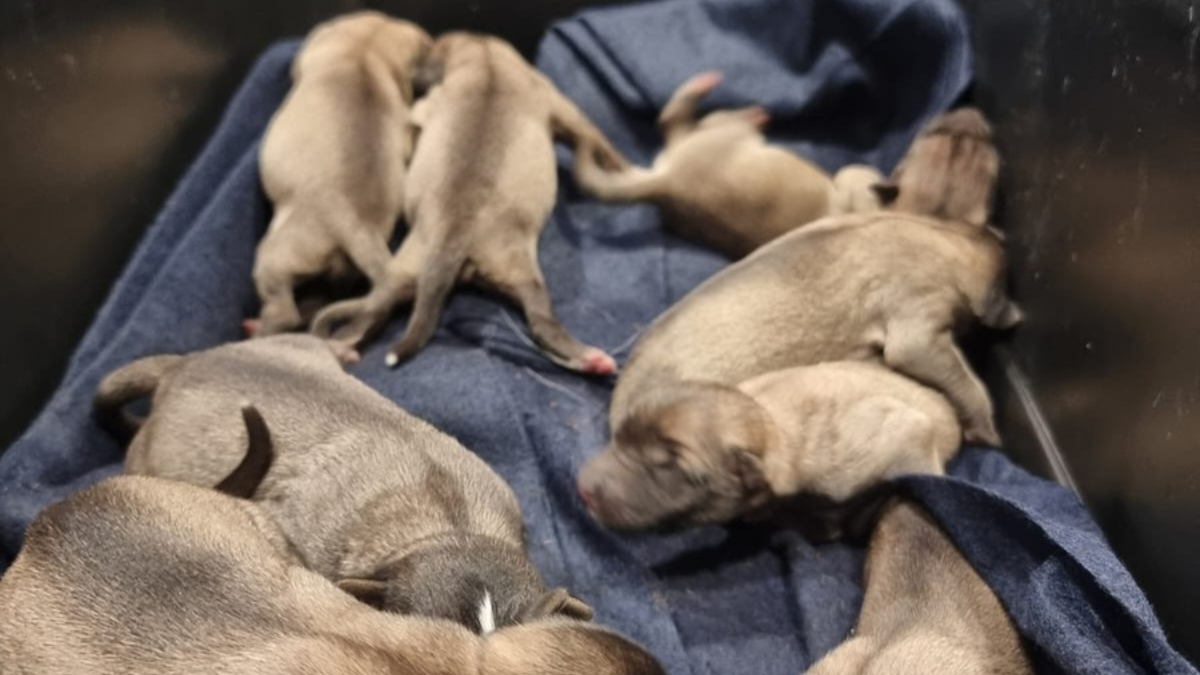 POL-KS: Neun Hundewelpen im Ahnepark ausgesetzt: Polizei erbittet Hinweise - Foto: presseportal.de