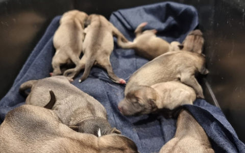 POL-KS: Neun Hundewelpen im Ahnepark ausgesetzt: Polizei erbittet Hinweise - Foto: presseportal.de