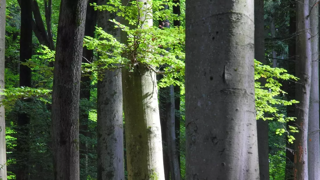 Waldbegehung für ein starkes Waldgesetz - Bergwaldprojekt e.V. und MdB Niklas Wagener (Bündnis 90/ DIE GRÜNEN) im Informationsaustausch im Stadtwald von Rothenfels - Bild: presseportal.de