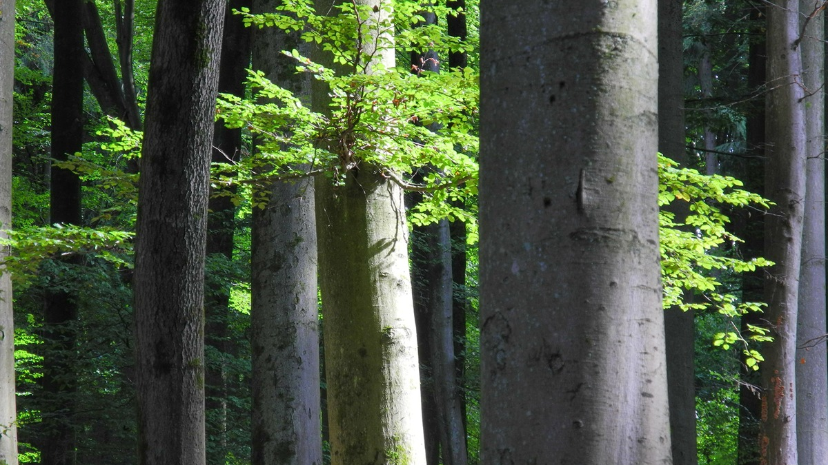 Waldbegehung für ein starkes Waldgesetz - Bergwaldprojekt e.V. und MdB Niklas Wagener (Bündnis 90/ DIE GRÜNEN) im Informationsaustausch im Stadtwald von Rothenfels - Foto: presseportal.de
